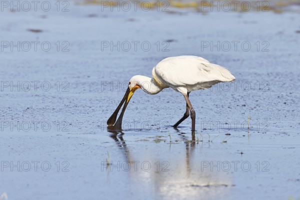 Spoonbill (Platalea leucorodia), adult bird walking through shallow water in search of food, adult
