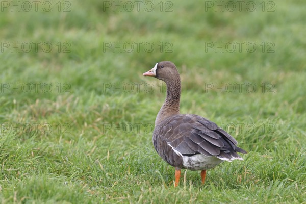 White-fronted goose (Anser albifrons), standing in a meadow in the wintering area, wildlife,
