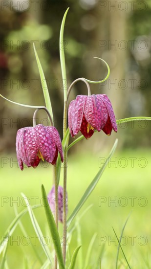 Snake's Head Fritillary (Fritillaria meleagris), two flowers in a meadow, inflorescence, early