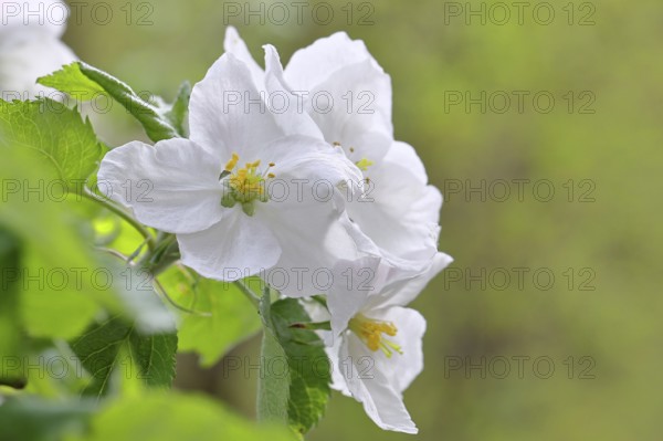 Apple blossoms (Malus), white blossoms with bokeh in the background, Wilnsdorf, Nordrhein.
