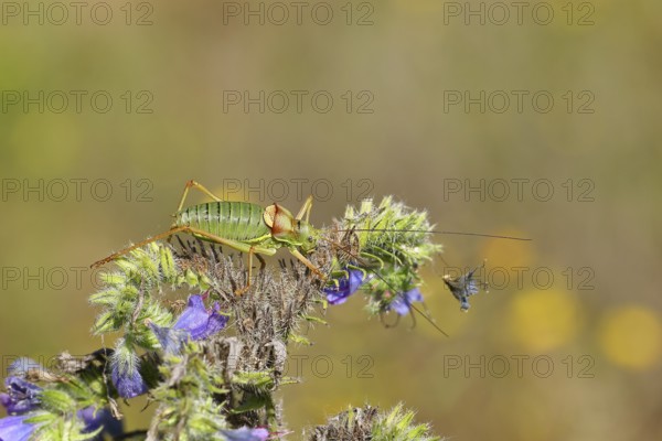 Steppe saddle grasshopper, steppe saddle grasshopper (Ephippiger ephippiger), male, on Viper's