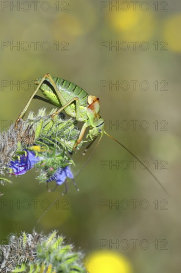 Steppe saddle grasshopper, steppe saddle grasshopper (Ephippiger ephippiger), male, on Viper's