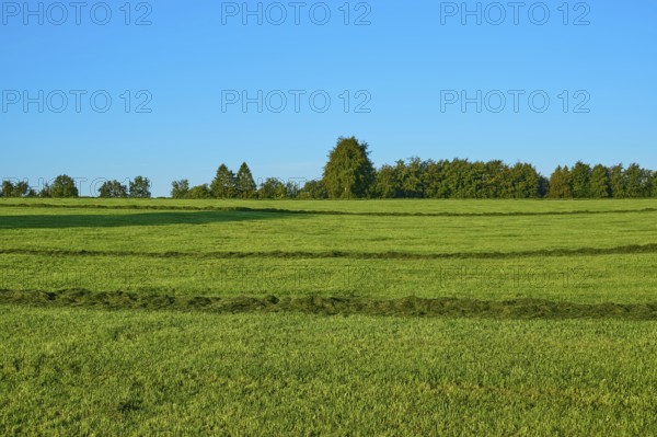 Wide green fields under a clear sky, with scattered trees in the background, summer, Rohren,