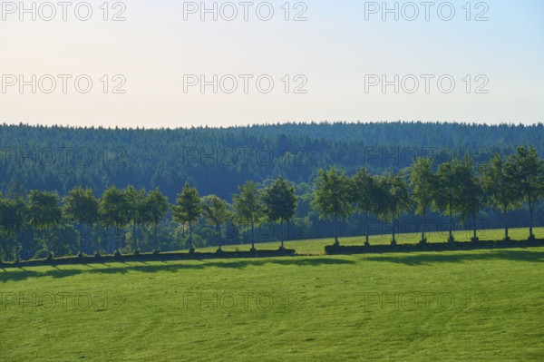 Row of trees on a gentle green meadow in front of a wooded backdrop, summer, Rohren, Monschau,