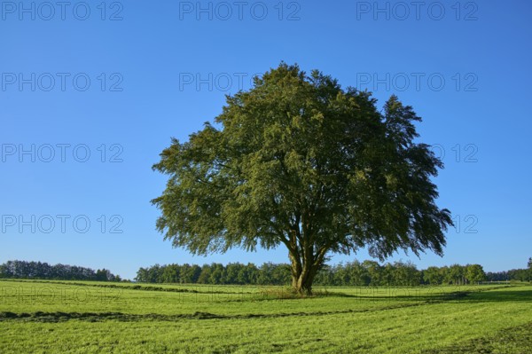 A large tree stands majestically in the centre of a wide green meadow, with more trees in the