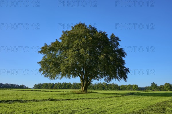 A lone tree stands majestically on a wide green meadow, in the background more trees under a blue