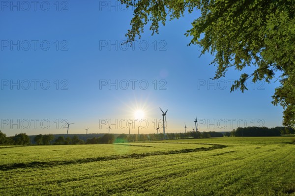 Early morning light illuminates the meadow and the wind turbines against a cloudless blue sky,
