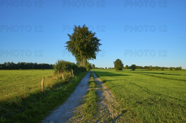 Narrow path leads through green fields, surrounded by tall trees under a clear sky in the morning