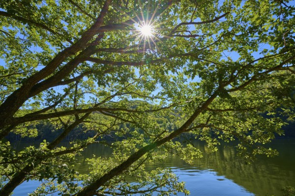 Sunlight breaking through the canopy of trees over a calm body of water, summer, Rursee, Obersee,