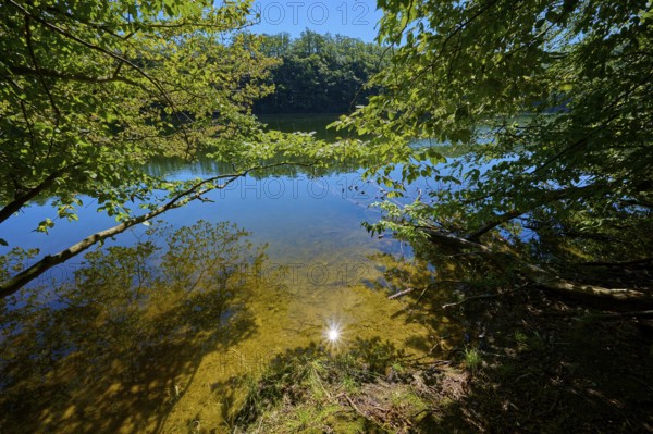 Shore of a clear lake in the shade of trees with reflecting water and sunny sky, summer, Rursee,