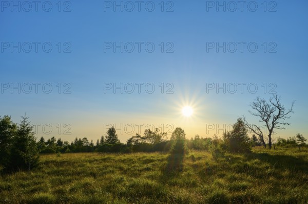 The sun over a green meadow and illuminates the trees on the horizon, High Fens, Eifel, LiÃ¨ge,