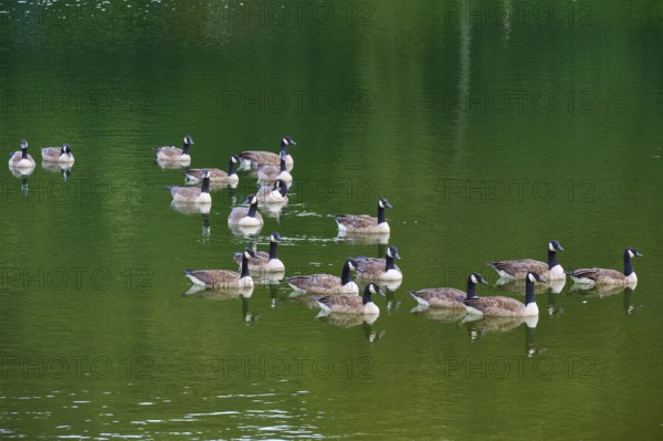 Group of Canada geese (Branta canadensis), on a still, green body of water, summer, Rursee,