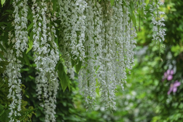 Japanese Wisteria (Wisteria floribunda) Blue Rain 'Longissima Alba', MÃ¼nsterland, North