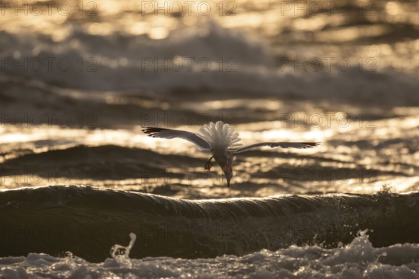 Herring gull (Larus argentatus) in flight over the surf looking for starfish, evening light, Hvide