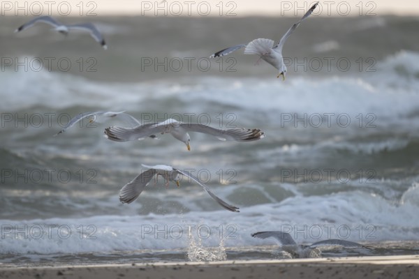Herring gulls (Larus argentatus) in flight over the surf fighting over a captured starfish, Hvide