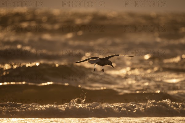 Herring gull (Larus argentatus) in flight over the surf looking for starfish, evening light, Hvide