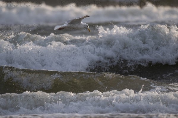 Herring gull (Larus argentatus) in flight over the surf looking for starfish, Hvide Sande, North
