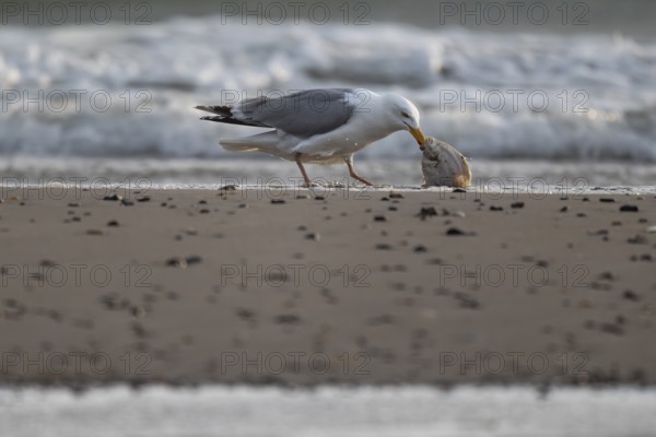 Herring gull (Larus argentatus) with small plaice or gilthead (Pleuronectes platessa) on the beach,