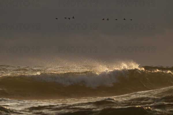 Geese flying in formation over the sea and the surf, evening light, Hvide Sande, North Sea, Denmark