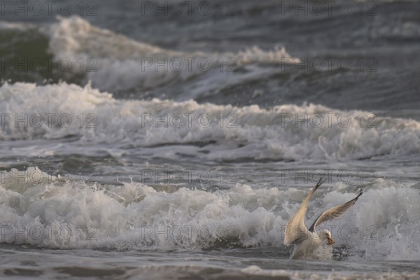 Herring gull (Larus argentatus) in the surf with starfish in its beak, Hvide Sande, North Sea,