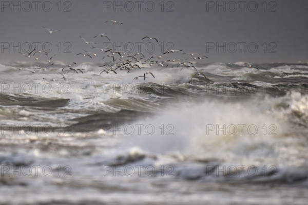 Large group of herring gulls (Larus argentatus) in flight over the surf looking for starfish, Hvide
