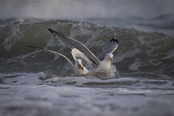 Herring gulls (Larus argentatus) fighting over captured starfish, Hvide Sande, Denmark