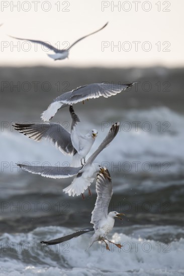 Herring gulls (Larus argentatus) in flight over the surf fighting over a captured starfish, Hvide
