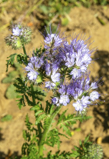 Close up of Lacy Phacelia, Phacelia Tanacetifolia, used as green manure crop, Sutton, Suffolk,