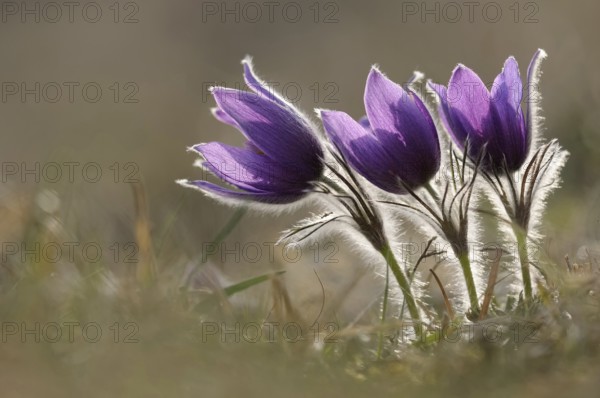 Spring is here... Pasque flowers, pasque flowers (Pulsatilla vulgaris), purple flowering