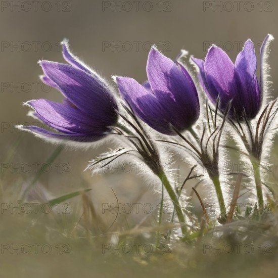 Spring is here... Cowbells (Pulsatilla vulgaris), classic, typical early bloomers, the small hairs