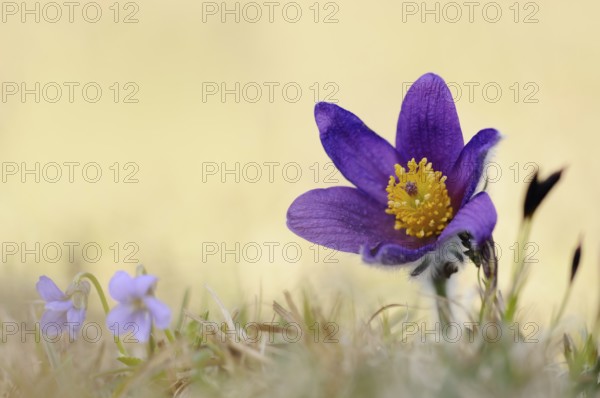 Spring awakening... Pasque flower, Pasque flower (Pulsatilla vulgaris), purple flowering