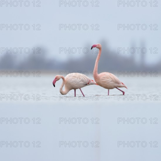 High in the north... Pink flamingos (Phoenicopterus roseus) from the Zwillbrocker Venn,