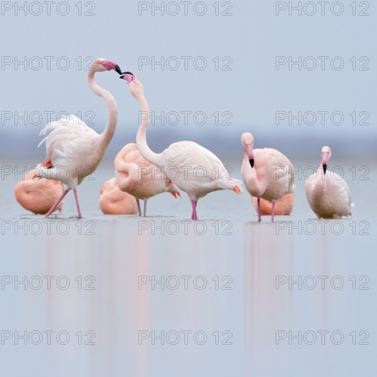 Pecking order... Flamingos (Phoenicopterus spec.) resting in the shallows of the IJsselmeer, pink