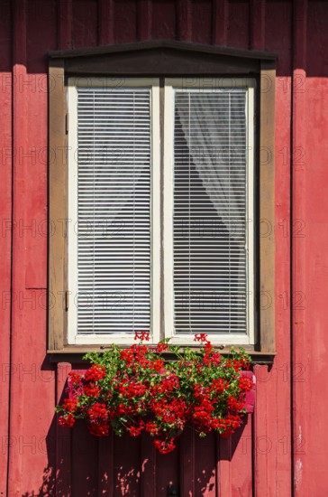 Red flowers in a flower box at a window, Lysekil, BohuslÃ¤n, VÃ¤stra Götalands lÃ¤n, Sweden,