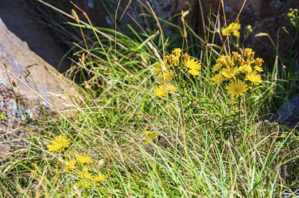 Unspecified yellow flowering vegetation between granite boulders on the coast of Lysekil,
