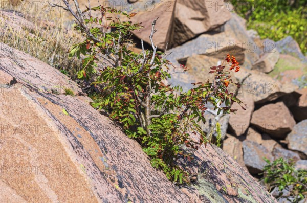 Mountain ash, Sorbus aucuparia, also known as rowan, grows between reddish boulders of