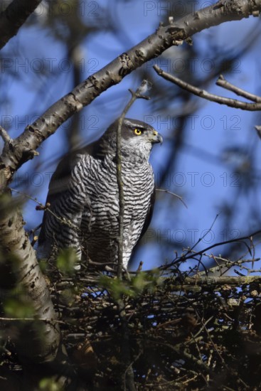 Hidden between trees... Goshawk (Accipiter gentilis) on its eyrie, female preparing for nesting,