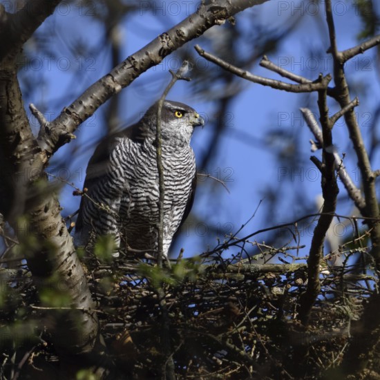 Hidden between trees... Goshawk (Accipiter gentilis) on its eyrie, strong female preparing for