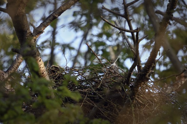 Hidden in plain sight... Goshawk (Accipiter gentilis) sits deep in the nest during breeding, female