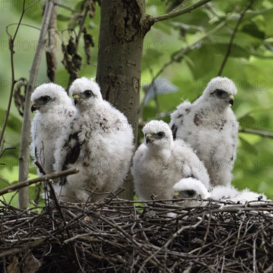Successful breeding... Sparrowhawk (Accipiter nisus), native bird of prey, five healthy, strong