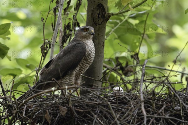Sparrowhawk (Accipiter nisus), female stands on her nest, observes what is happening in the