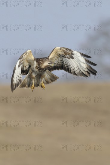 Hunting flight... Buzzard (Buteo buteo), buzzard in flight, native bird of prey, hunting over a dry