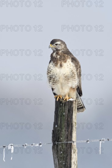 In snow and frost... Buzzard (Buteo buteo) perches on a fence post in the snow on a cold winter's