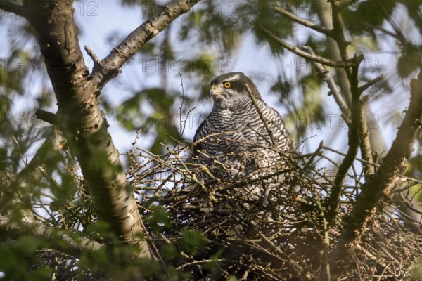 Perfectly camouflaged... Goshawk (Accipiter gentilis), female, sitting in her nest in spring while