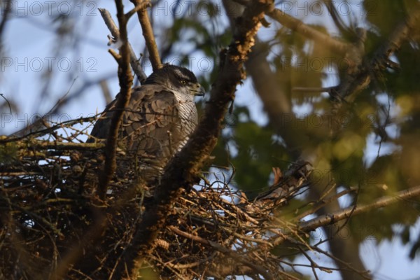 Sunbathing... Goshawk (Accipiter gentilis) adult female resting on her eyrie, enjoying time out and