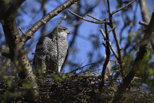 Hidden between trees... Goshawk (Accipiter gentilis) on its eyrie, female preparing for nesting,