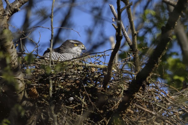 Secretive bird... Goshawk (Accipiter gentilis), female goshawk in her nest, goshawk nest high up in