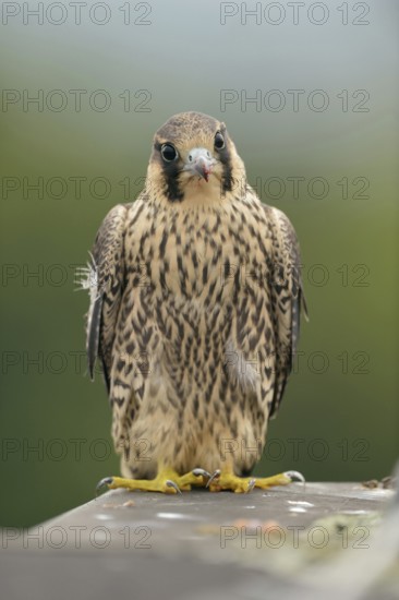 Young peregrine falcon tentacle... Peregrine falcon (Falco peregrinus), male falcon, just fledged