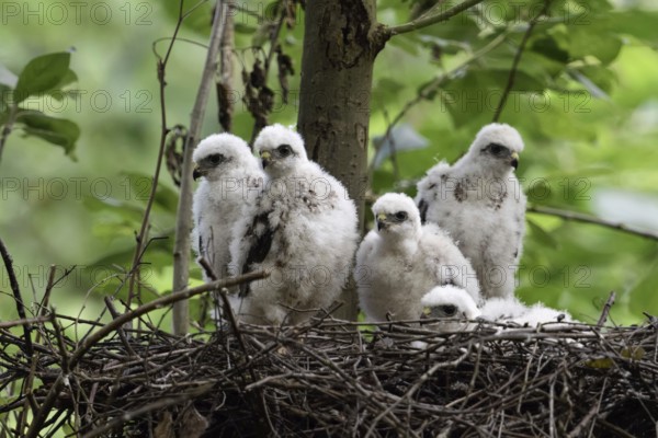Successful breeding... Sparrowhawk (Accipiter nisus), native bird of prey, five healthy, strong