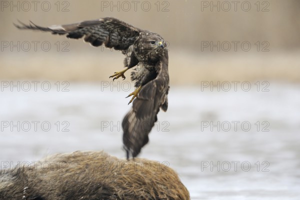Taking off... Buzzard (Buteo buteo), sweeping take-off, departure photo, previously perched on a